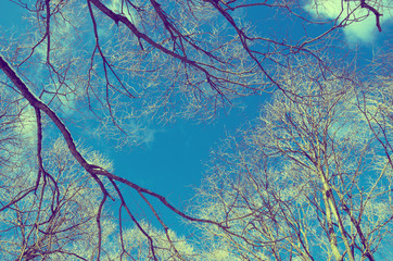 Branches on a background of blue sky.Retro color style
