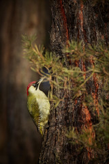 European green woodpecker(picus viridis) on a tree