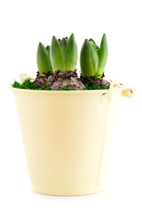 close-up of sprout purple hyacinth in a pot isolated on white background