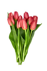 Bouquet of 11  red tulips isolated over white background 