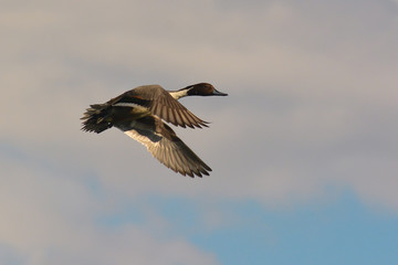 Codone (Anas acuta) maschio in volo