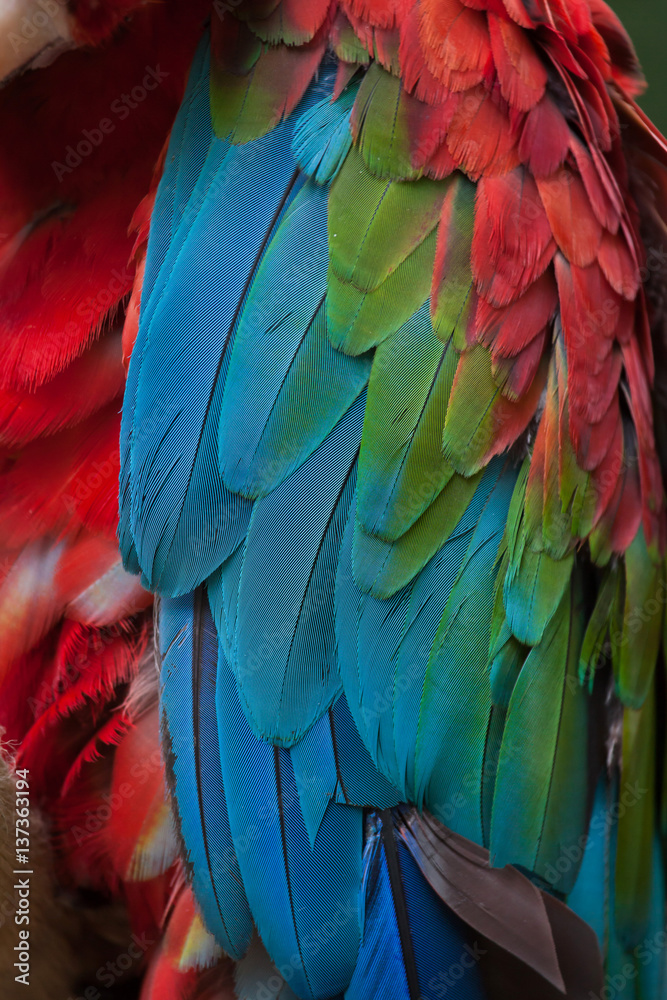 Poster green-winged macaw (ara chloropterus)