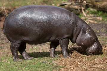 Fototapeta na wymiar Pygmy hippopotamus (Choeropsis liberiensis)