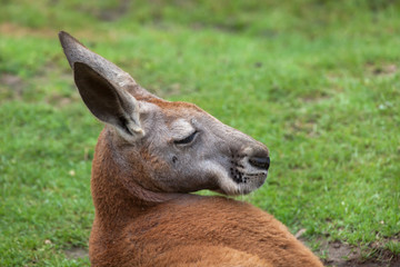 Red kangaroo (Macropus rufus) © Vladimir Wrangel