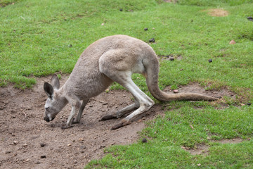 Red kangaroo (Macropus rufus)