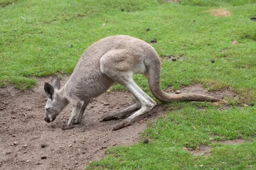 Photo sur Plexiglas Kangourou Red kangaroo (Macropus rufus)