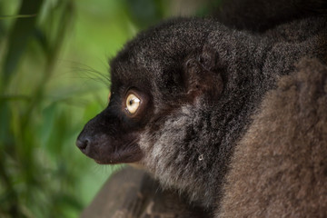Female white-headed lemur (Eulemur albifrons)
