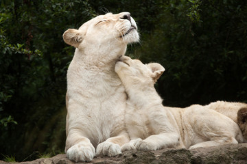 Naklejka na ściany i meble White lion (Panthera leo krugeri).