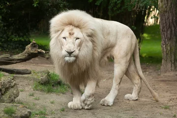 Crédence de cuisine en verre imprimé Lion Lion blanc (Panthera leo krugeri).