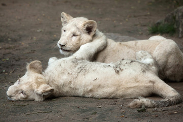 White lion (Panthera leo krugeri).