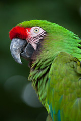 Green military macaw (Ara militaris)
