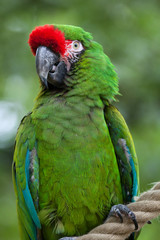 Fototapeta na wymiar Green military macaw (Ara militaris)