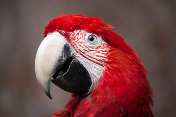 Green-winged macaw (Ara chloropterus)