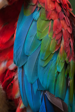 Green-winged macaw (Ara chloropterus)