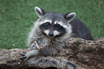 Raccoon (Procyon lotor)