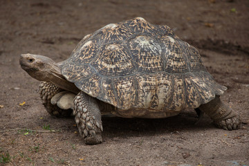 Leopard tortoise (Stigmochelys pardalis).