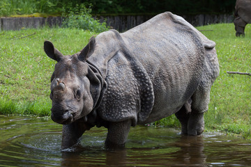 Indian rhinoceros (Rhinoceros unicornis).