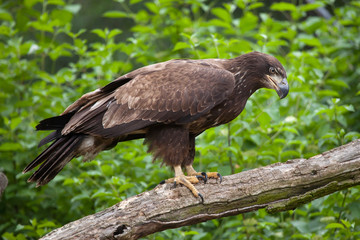 Female bald eagle (Haliaeetus leucocephalus).