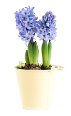 Naklejka na ściany i meble closeup flower purple hyacinth in a pot isolated on white background