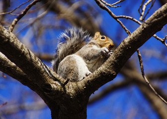 Naklejka na ściany i meble Grey squirrel with an acorn on a branch