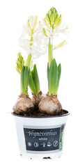 close-up of sprout white hyacinth in a pot isolated on white background
