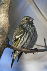 Siskin sitting on the tree. Eurasian siskin (Spinus spinus), female.