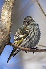 Siskin sitting on the tree. Eurasian siskin (Spinus spinus), female.