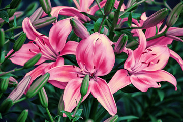 Pink flowers of lily close up