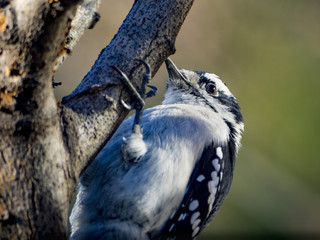Cute Juvenile Woodpecker 
