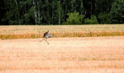 The cranes in the field.