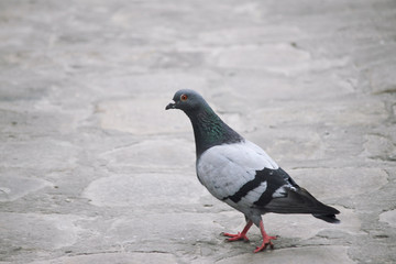 pigeon