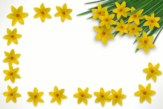 daffodils bunch