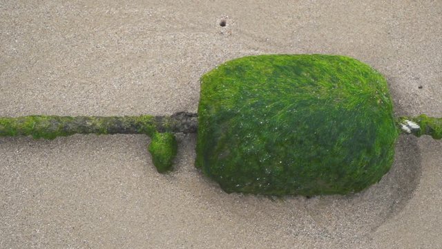 Gr&uuml;ne Algen auf d&uuml;nnem Seil auf Sandboden in Thailand