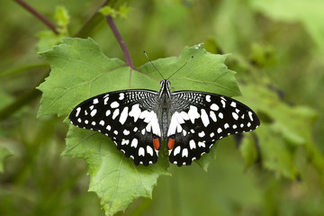 Common Lime Butterfly