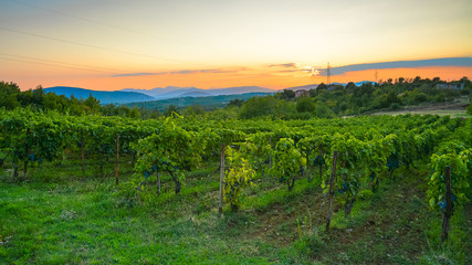 Fototapeta premium Large plantations of grapes in the mountains at sunset background