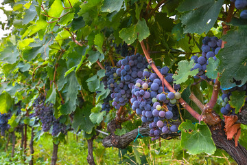 Naklejka premium Maturing bunches of grapes on the vine closeup