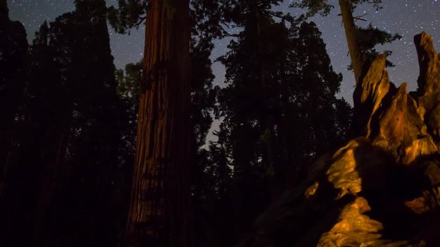 MoCo Astro Timelapse Tracking Shot of Stars over Grant Grove in Sequoia Zoom Out