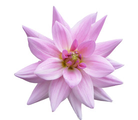 Fototapeta premium Flower of the dahlia on white background