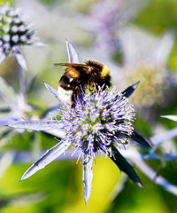 Bumblebee on a flower