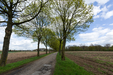 Fototapeta premium Trees in Row at Krefeld/ Germany