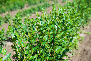 Obraz premium Young forest grow