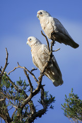 Couple of Little Corellas sitting on a branch against a blue sky, Dunsborough, Western Australia