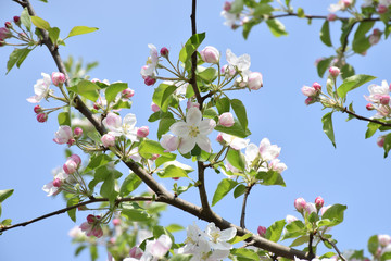 Blooming apple tree against the sky. Spring. A new beginning.