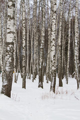 Winter birches