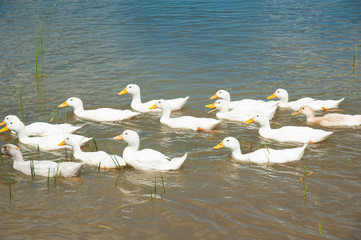 Domestic ducks on a pond