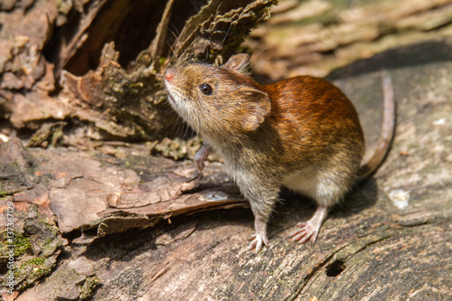 Rotelmaus Auf Nahrungsuche Im Wald Stock Photo And Royalty Free
