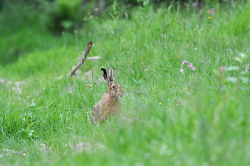 hare