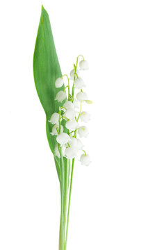 Lilly of the valley flowers and leaves isolated on white background