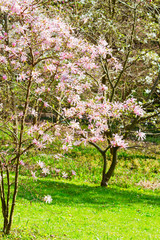 Spring garden with Magnolia trees pink flowers and green grass