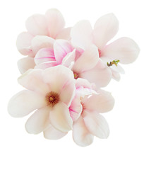 Magnolia pink flowers spring blossom isolated on white background